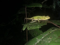 Enyalioides laticeps