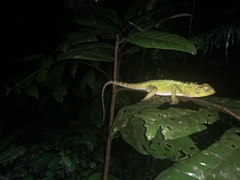 Enyalioides laticeps