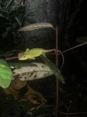 Enyalioides laticeps
