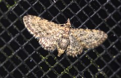 Gymnoscelis acidna