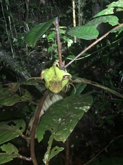 Enyalioides laticeps