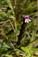 Striga bilabiata