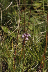 Striga bilabiata