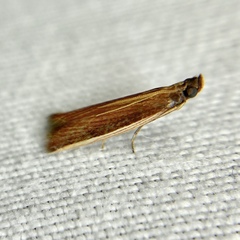 Emmalocera