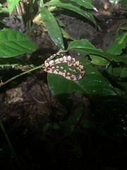 Imantodes lentiferus