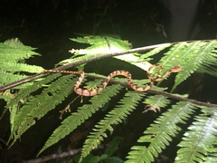 Imantodes lentiferus