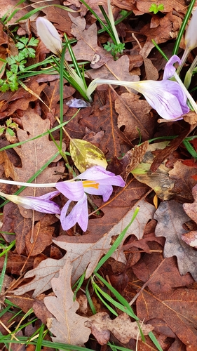 Image of Etruscan Crocus (Crocus etruscus) by (c) Andrea Meucci, some rights reserved (CC BY-SA)
