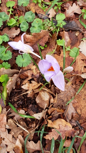 Crocus etruscus, photograph 6