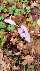 Crocus etruscus, photograph (c) Andrea Meucci, some rights reserved (CC BY-SA)