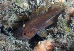 Vincentia novaehollandiae
