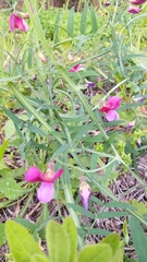 Lathyrus tingitanus