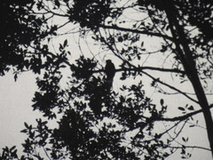 Pharomachrus mocinno