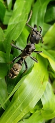 Neoponera foetida