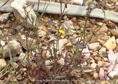 Tatochila xanthodice