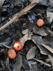 Crataegus aestivalis