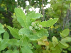 Dasineura salicifoliae