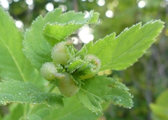 Dasineura salicifoliae