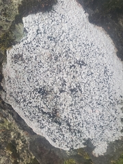 Coccotrema maritimum