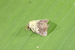 Euglyphis primola