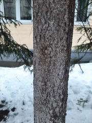 Picea abies