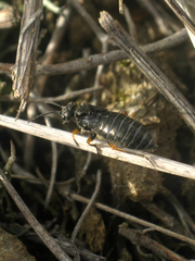 Dolerus ciliatus