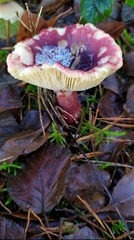 Russula sardonia