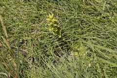 Habenaria lithophila