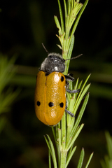 Lachnaia sexpunctata
