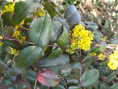 Berberis aquifolium