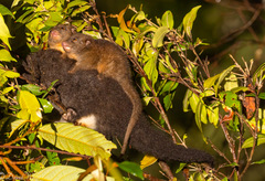 Pseudochirulus herbertensis