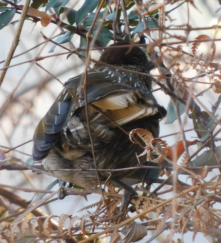 Striated Laughingthrush (Grammatoptila striata), photo 9