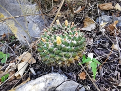 Mammillaria winterae