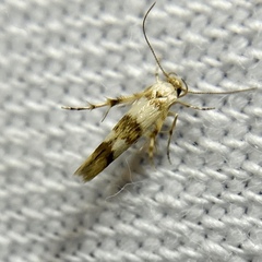 Stathmopoda tritophaea