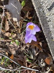 Crocus atticus