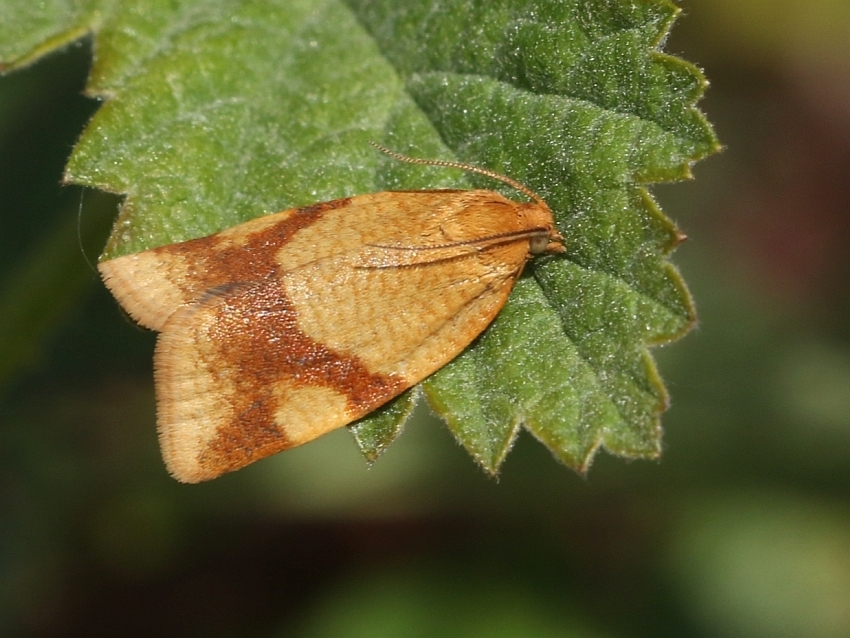 Aphelia ferugana