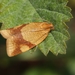 Aphelia ferugana - Photo (c) Pavel Vojtek, algunos derechos reservados (CC BY-NC), subido por Pavel Vojtek