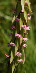 Satyrium neglectum neglectum