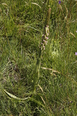 Satyrium neglectum neglectum