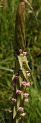 Satyrium neglectum neglectum