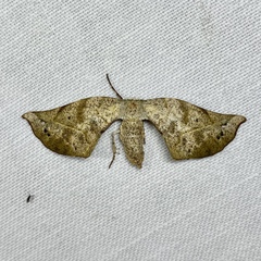 Parepisparis excusata