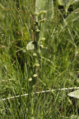 Habenaria laevigata
