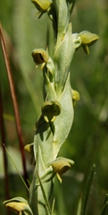 Habenaria laevigata