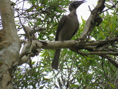 Philemon buceroides yorki