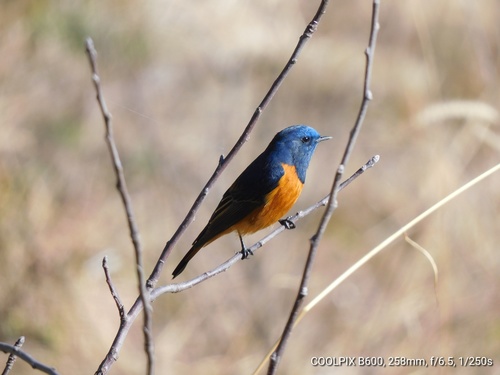 Blue-fronted Redstart (Phoenicurus frontalis), photo 6