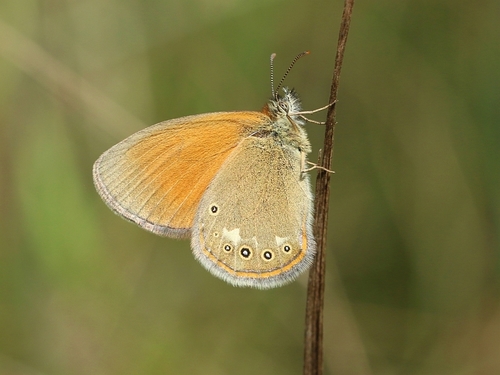 Tamsusis Satyriukas nuotrauka