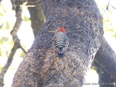 Dendrocopos hyperythrus