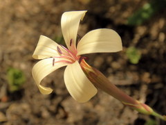 Dianthus caespitosus
