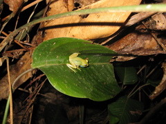 Boana cinerascens
