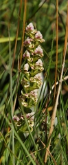 Disperis cardiophora