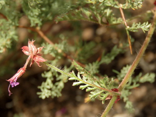 Branching Storksbill